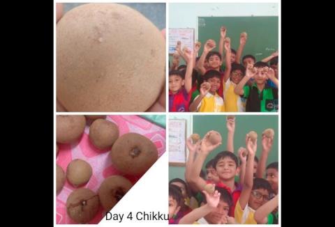 Fruits Week Celebration - Chikoo Day